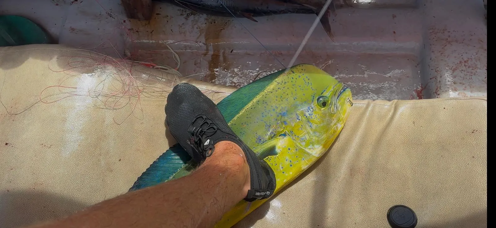 Mahi-mahi (dorado)